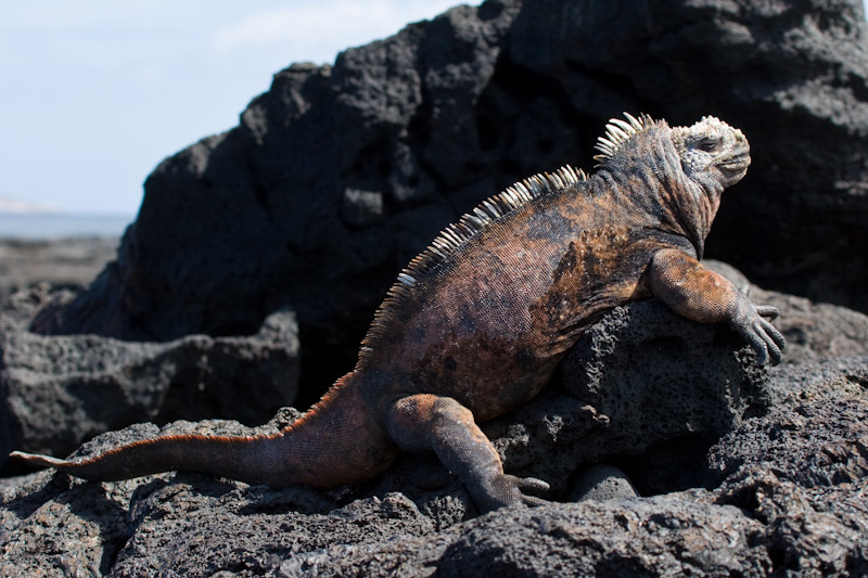 Marine Iguana